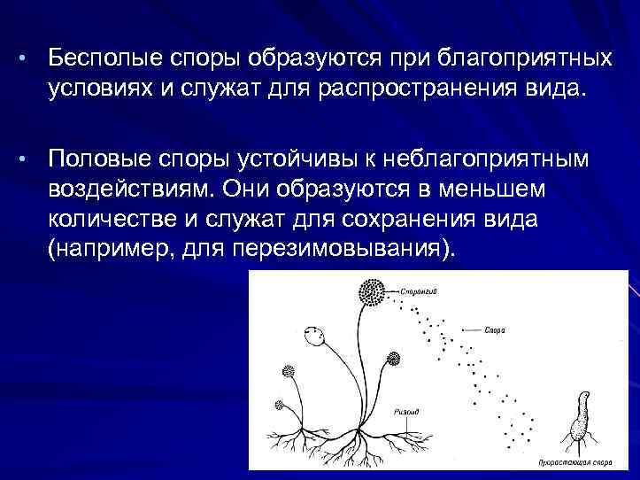  • Бесполые споры образуются при благоприятных условиях и служат для распространения вида. •