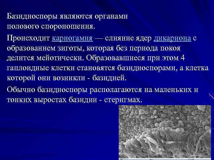 Базидиоспоры являются органами полового спороношения. Происходит кариогамия — слияние ядер дикариона с образованием зиготы,