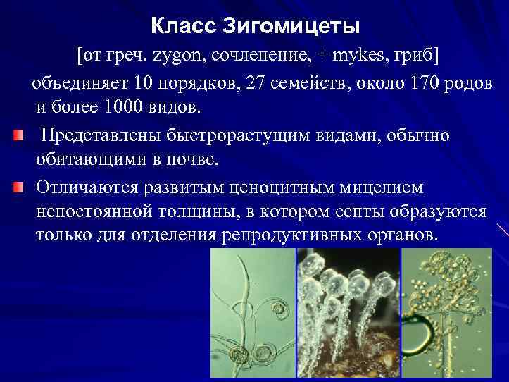 Класс Зигомицеты [от греч. zygon, сочленение, + mykes, гриб] объединяет 10 порядков, 27 семейств,