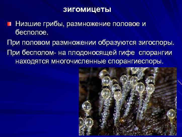 зигомицеты Низшие грибы, размножение половое и бесполое. При половом размножении образуются зигоспоры. При бесполом-