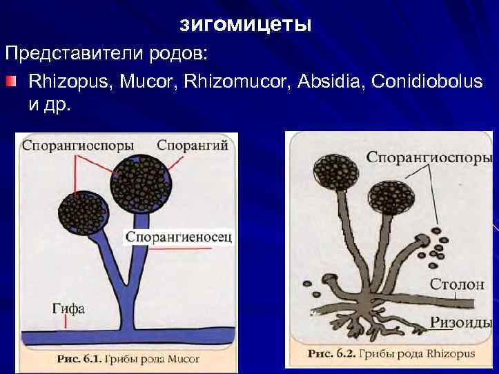 зигомицеты Представители родов: Rhizopus, Mucor, Rhizomucor, Absidia, Conidiobolus и др. 