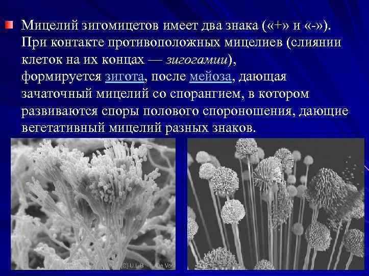 Мицелий зигомицетов имеет два знака ( «+» и « » ). При контакте противоположных