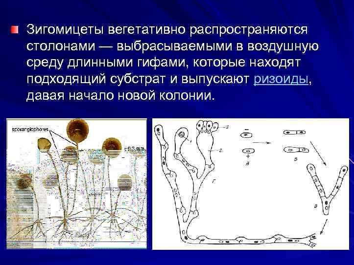 Зигомицеты вегетативно распространяются столонами — выбрасываемыми в воздушную среду длинными гифами, которые находят подходящий
