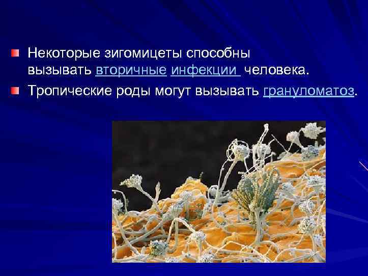 Некоторые зигомицеты способны вызывать вторичные инфекции человека. Тропические роды могут вызывать грануломатоз. 