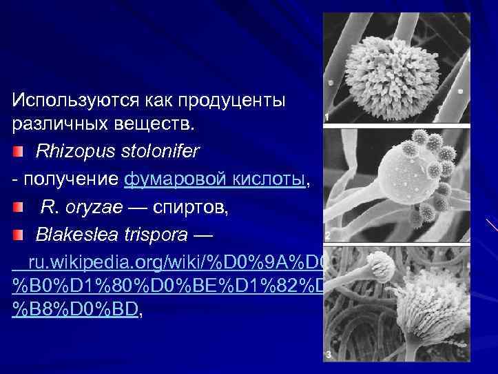 Используются как продуценты различных веществ. Rhizopus stolonifer - получение фумаровой кислоты, R. oryzae —