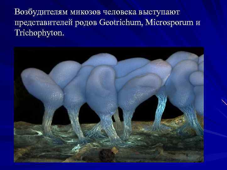 Возбудителям микозов человека выступают представителей родов Geotrichum, Microsporum и Trichophyton. 