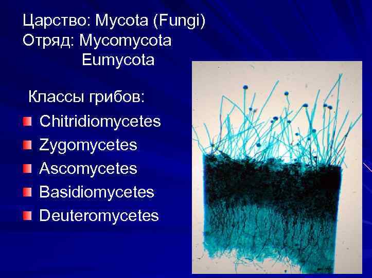 Царство: Mycota (Fungi) Отряд: Mycomycota Eumycota Классы грибов: Chitridiomycetes Zygomycetes Ascomycetes Basidiomycetes Deuteromycetes 