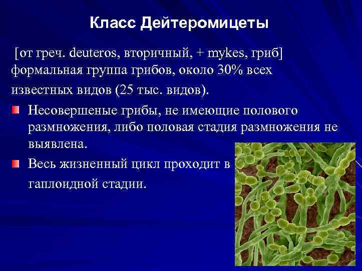 Класс Дейтеромицеты [от греч. deuteros, вторичный, + mykes, гриб] формальная группа грибов, около 30%
