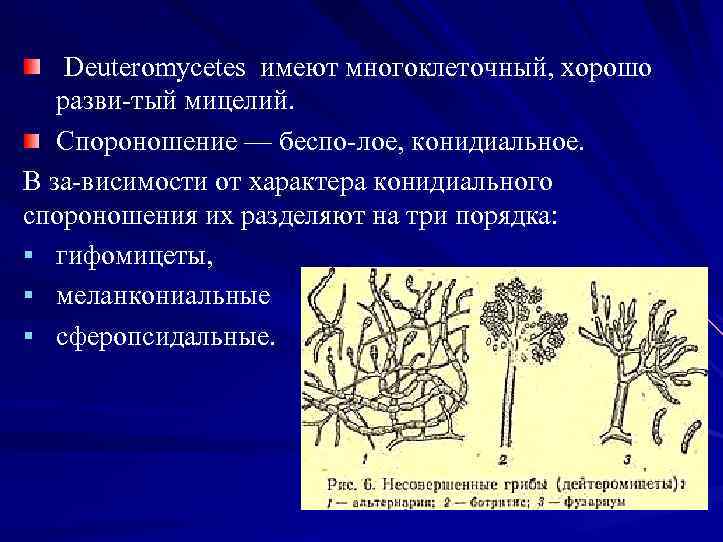  Deuteromycetes имеют многоклеточный, хорошо разви тый мицелий. Спороношение — беспо лое, конидиальное. В