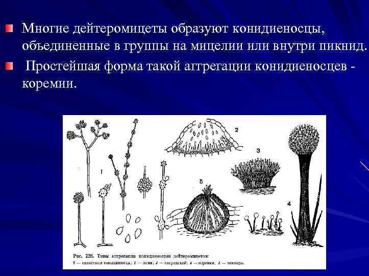 Многие дейтеромицеты образуют конидиеносцы, объединенные в группы на мицелии или внутри пикнид. Простейшая форма