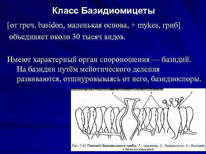 Класс Базидиомицеты [от греч. basidon, маленькая основа, + mykes, гриб] объединяет около 30 тысяч