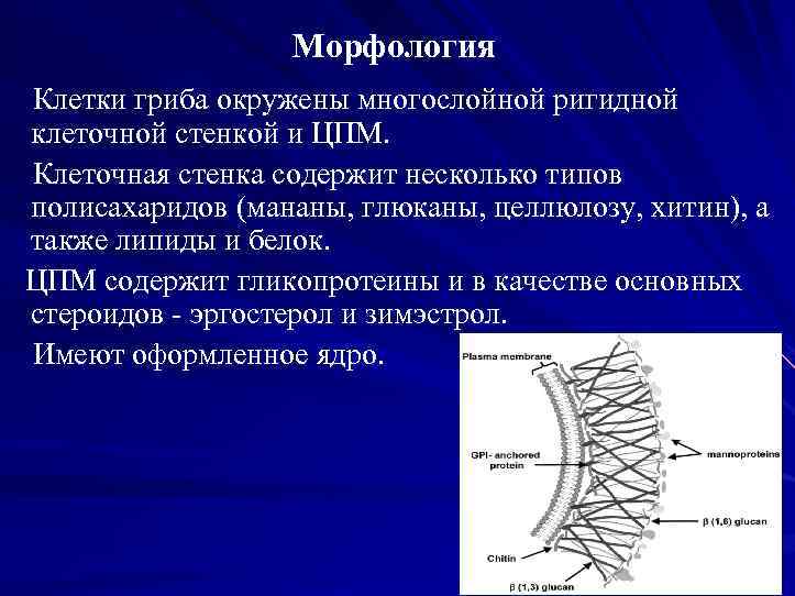 Морфология Клетки гриба окружены многослойной ригидной клеточной стенкой и ЦПМ. Клеточная стенка содержит несколько