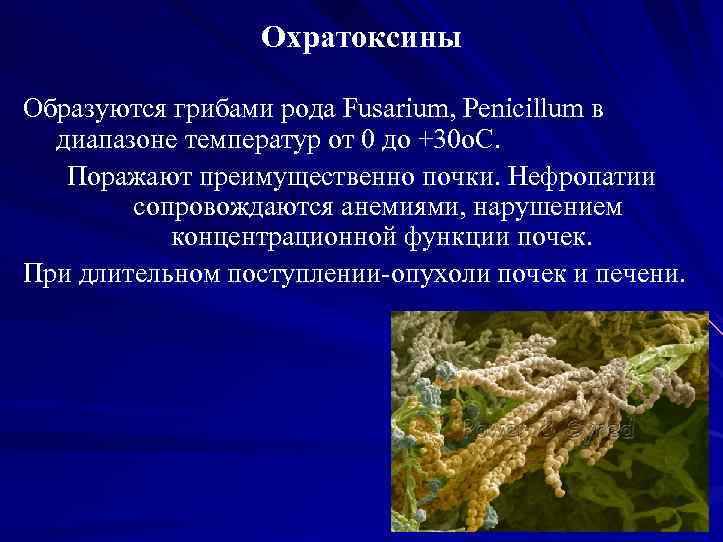 Охратоксины Образуются грибами рода Fusarium, Penicillum в диапазоне температур от 0 до +30 о.
