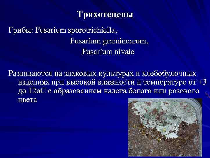 Трихотецены Грибы: Fusarium sporotrichiella, Fusarium graminearum, Fusarium nivaie Развиваются на злаковых культурах и хлебобулочных