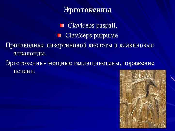Эрготоксины Claviceps paspali, Claviceps purpurae Производные лизоргиновой кислоты и клавиновые алкалоиды. Эрготоксины мощные галлюциногены,