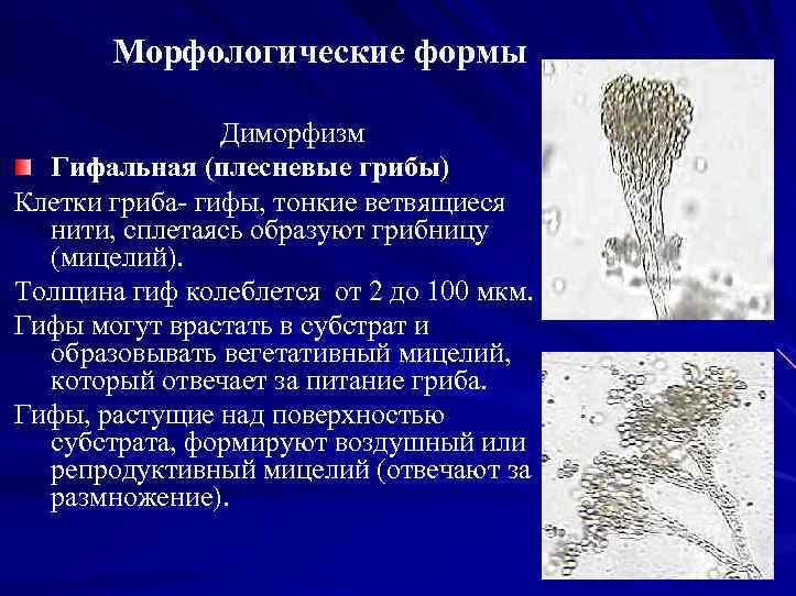 Морфологические формы Диморфизм Гифальная (плесневые грибы) Клетки гриба гифы, тонкие ветвящиеся нити, сплетаясь образуют