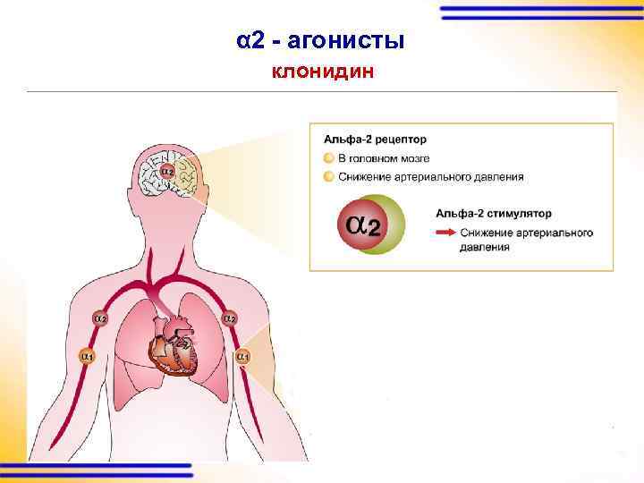 α 2 - агонисты клонидин 