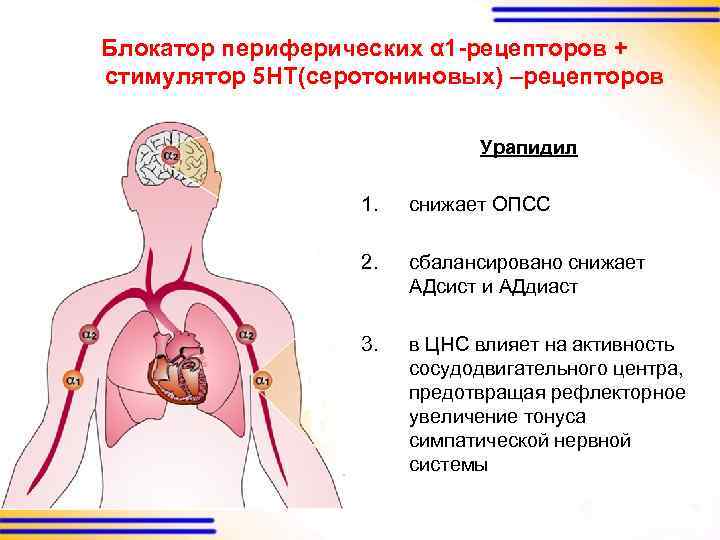 Блокатор периферических α 1 -рецепторов + стимулятор 5 HT(серотониновых) –рецепторов Урапидил 1. снижает ОПСС