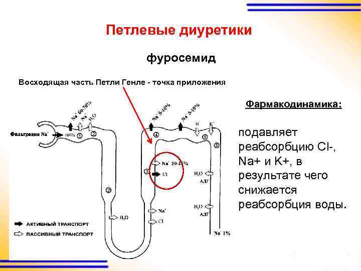 Петлевые диуретики фуросемид Восходящая часть Петли Генле - точка приложения Фармакодинамика: подавляет реабсорбцию Cl-,