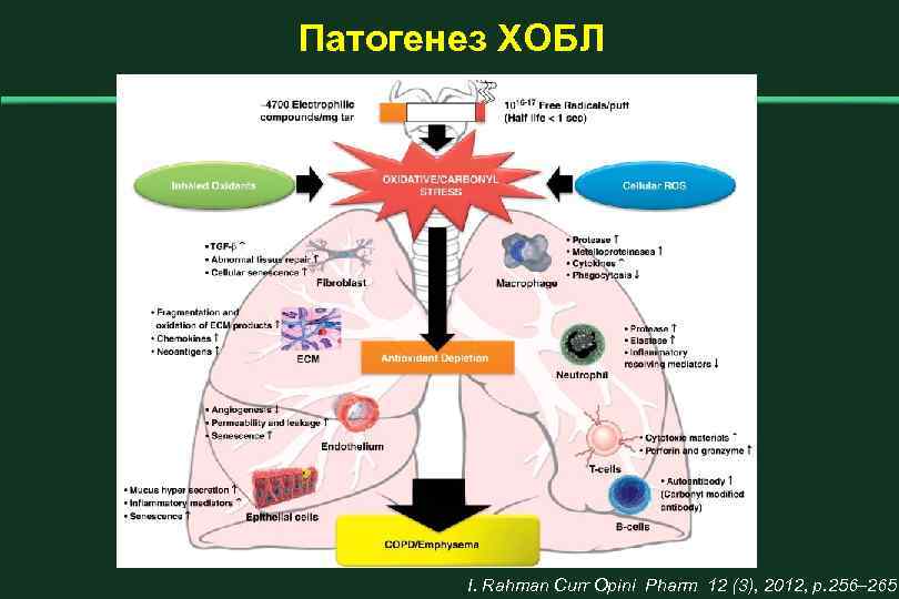 Патогенез ХОБЛ I. Rahman Curr Opini Pharm 12 (3), 2012, р. 256– 265 