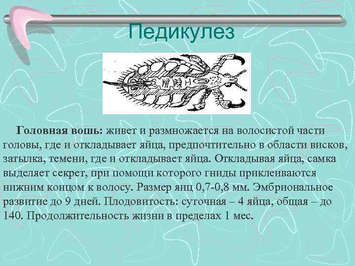 Педикулез Головная вошь: живет и размножается на волосистой части головы, где и откладывает яйца,