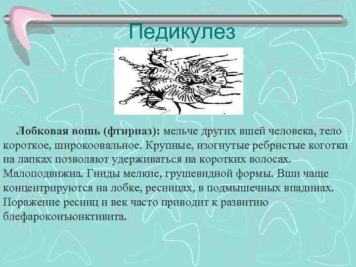 Педикулез Лобковая вошь (фтириаз): мельче других вшей человека, тело короткое, широкоовальное. Крупные, изогнутые ребристые