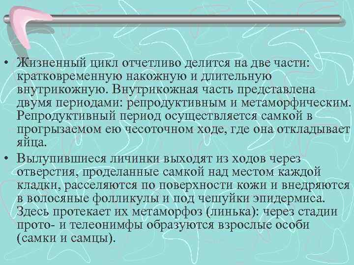  • Жизненный цикл отчетливо делится на две части: кратковременную накожную и длительную внутрикожную.