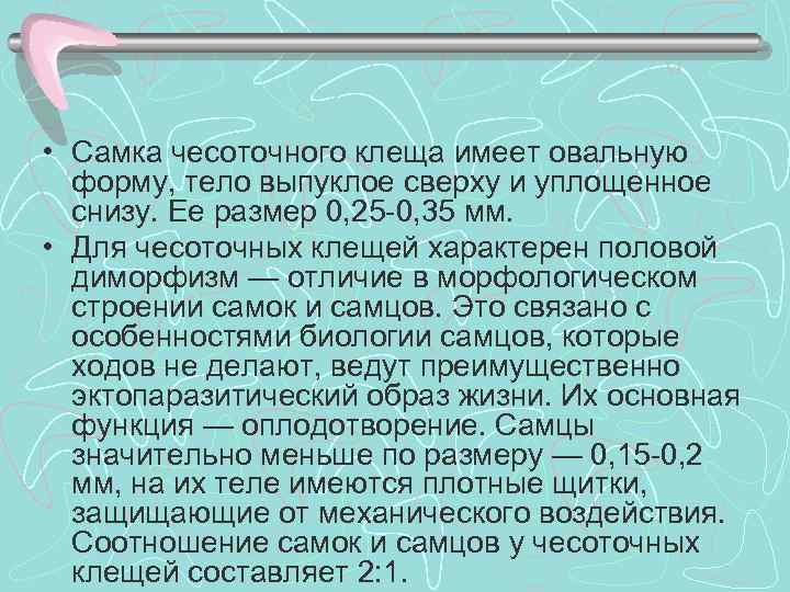  • Самка чесоточного клеща имеет овальную форму, тело выпуклое сверху и уплощенное снизу.