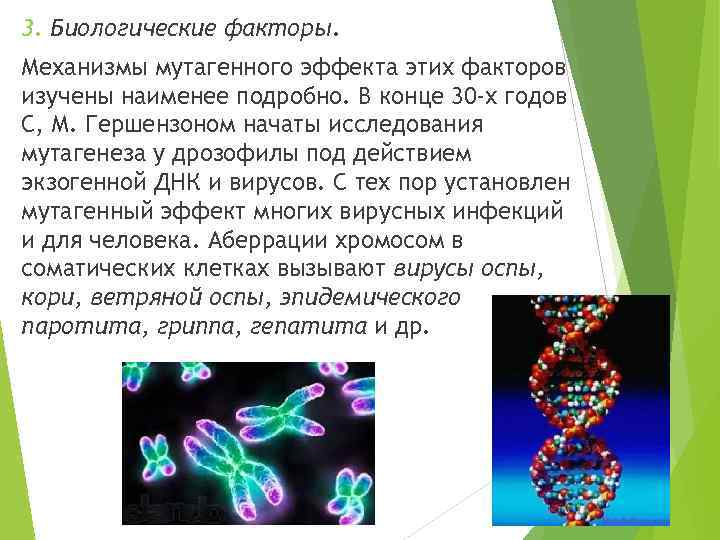 Мутагенез метод генетики. Биологические мутагенные факторы. Мутагенные вирусы. Биологические мутагенные факторы примеры. Факторы мутагенеза сообщение.