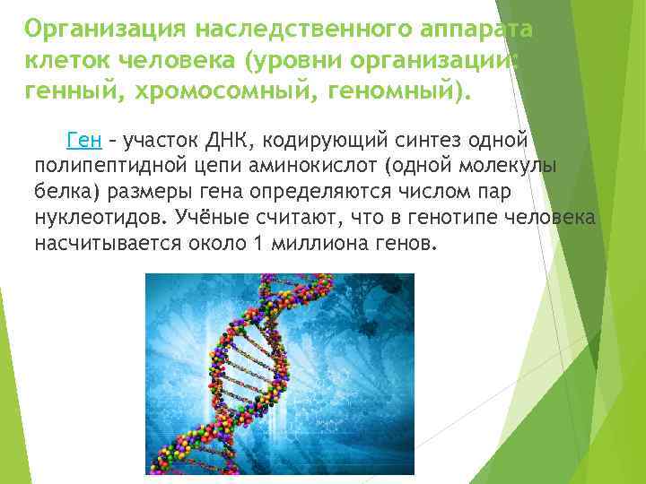 Роль генетического аппарата клетки