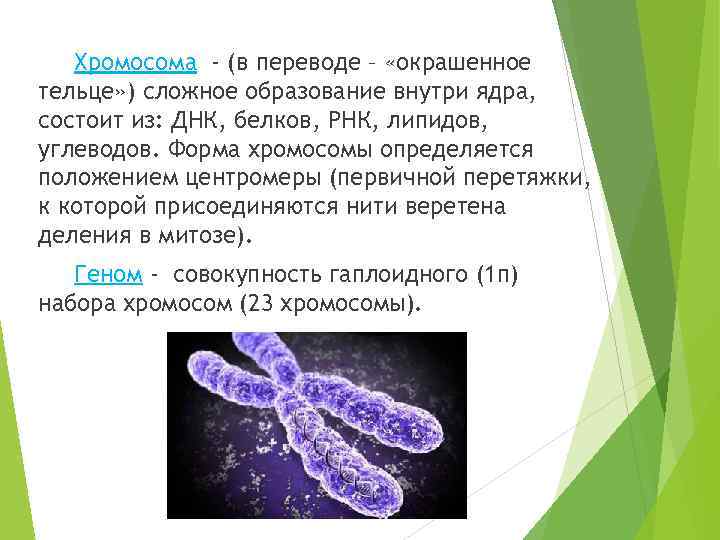 Сколько молекул днк в хромосоме. Хромосомы это структуры состоящие из белка. Линейные хромосомы. Линейные хромосомы в ядре. Хромосомы тельца.