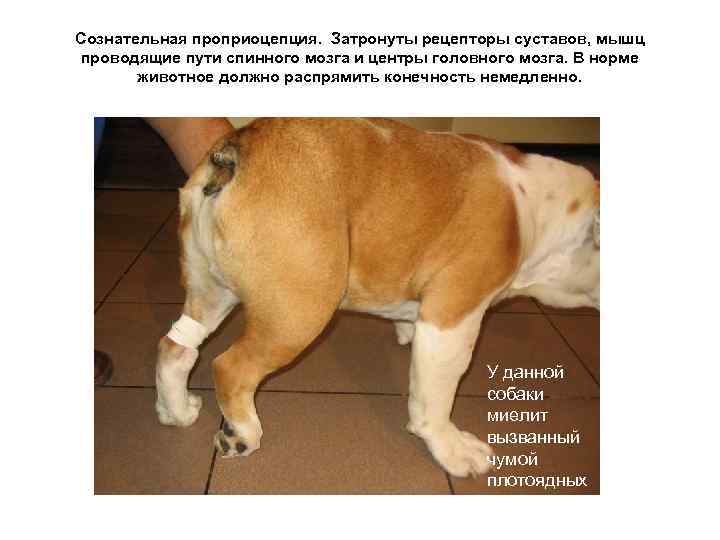 Половые рефлексы. Проприоцепция сознательная у собак. Миелит спинного мозга у собак.