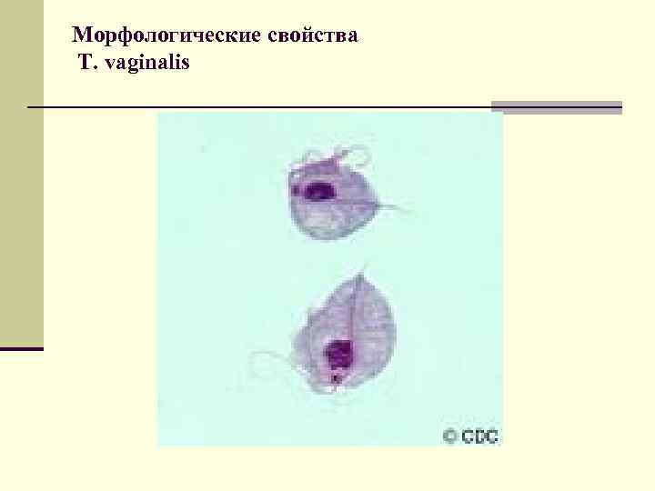 Морфологические свойства T. vaginalis 