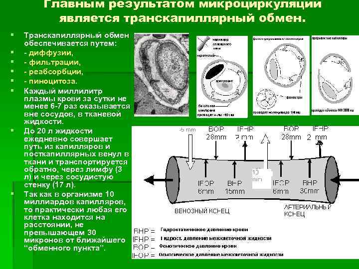 Основные пути переноса жиро и водорастворимых веществ через стенку капилляра