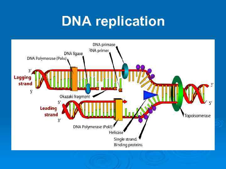 DNA replication 