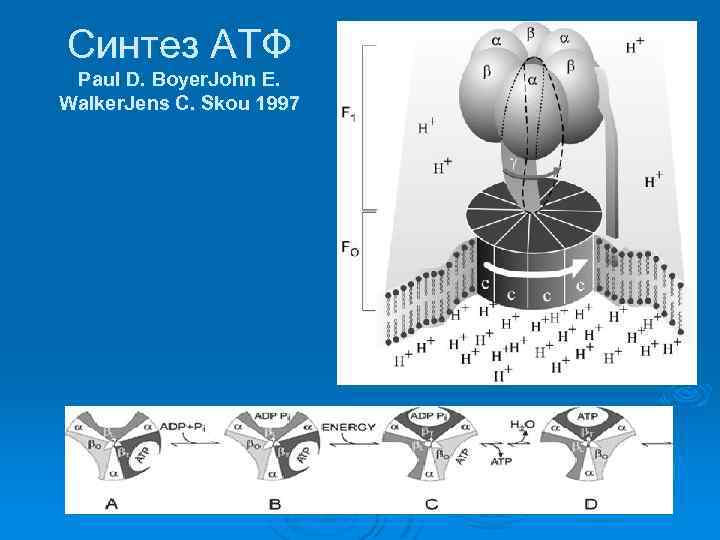 Синтез АТФ Paul D. Boyer. John E. Walker. Jens C. Skou 1997 
