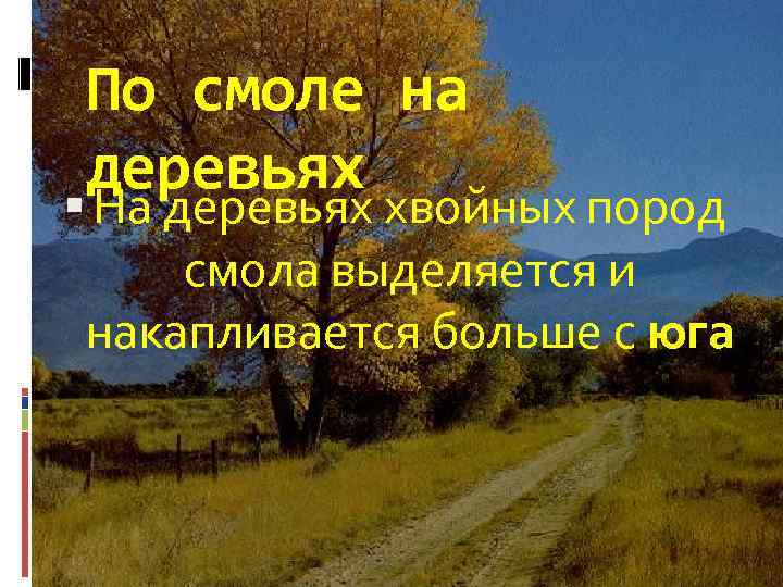 По смоле на деревьях На деревьях хвойных пород смола выделяется и накапливается больше с