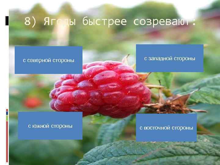 8) Ягоды быстрее созревают: с северной стороны с южной стороны с западной стороны с