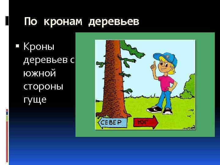 По кронам деревьев Кроны деревьев с южной стороны гуще 
