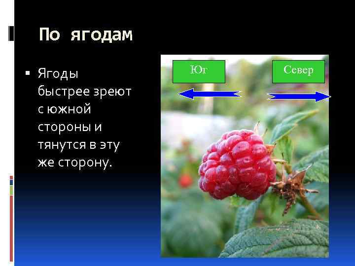 По ягодам Ягоды быстрее зреют с южной стороны и тянутся в эту же сторону.