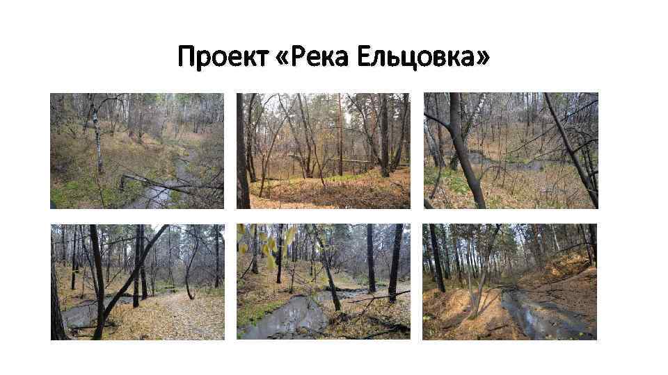 Проект «Река Ельцовка» 