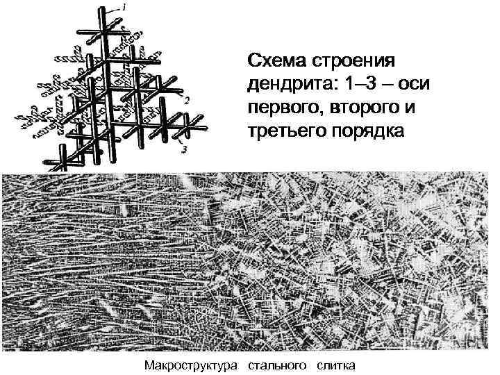 Схема строения дендрита: 1– 3 – оси первого, второго и третьего порядка Макроструктура стального