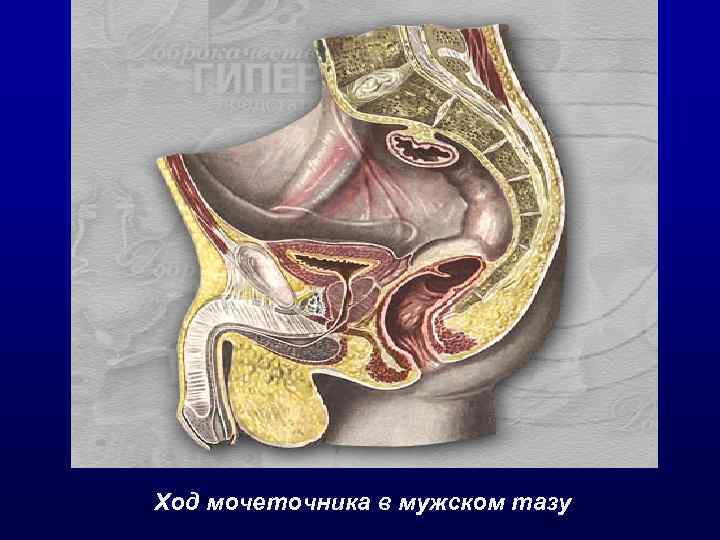Ход мочеточника в мужском тазу 