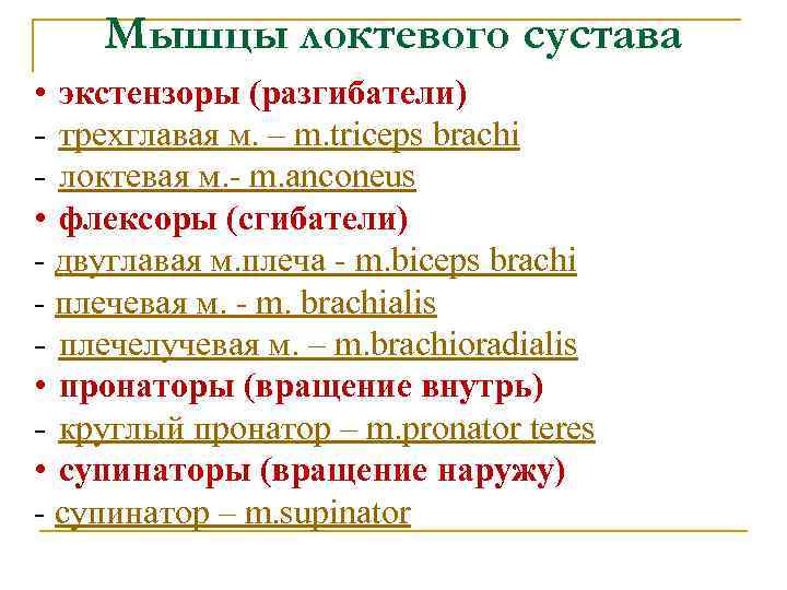 Мышцы локтевого сустава • экстензоры (разгибатели) - трехглавая м. – m. triceps brachi -