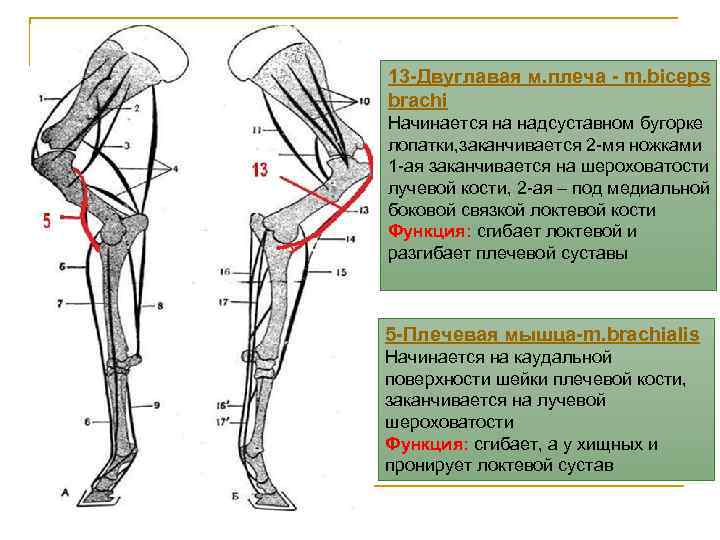 13 -Двуглавая м. плеча - m. biceps brachi Начинается на надсуставном бугорке лопатки, заканчивается