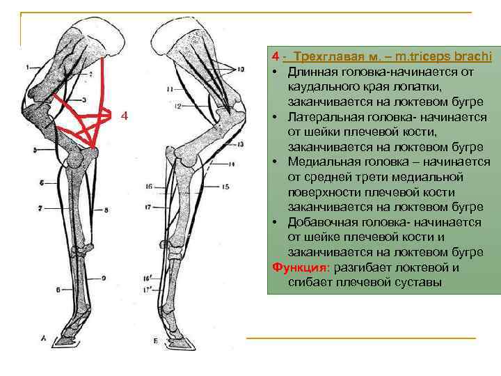 4 - Трехглавая м. – m. triceps brachi • Длинная головка-начинается от каудального края