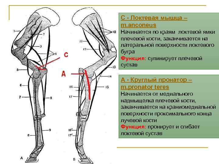 С - Локтевая мышца – m. anconeus Начинается по краям локтевой ямки плечевой кости,