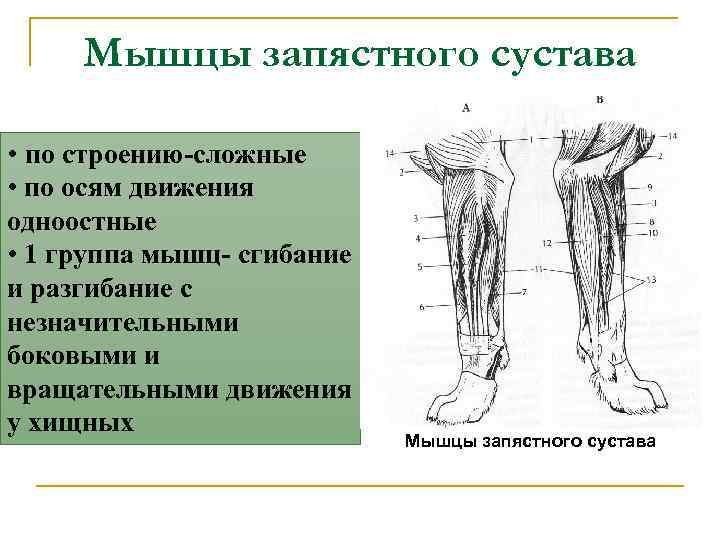 Мышцы запястного сустава • по строению-сложные • по осям движения одноостные • 1 группа