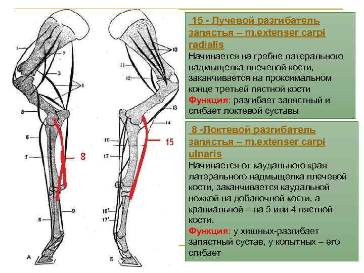 На рисунке изображен сустав тазобедренный локтевой запястный коленный