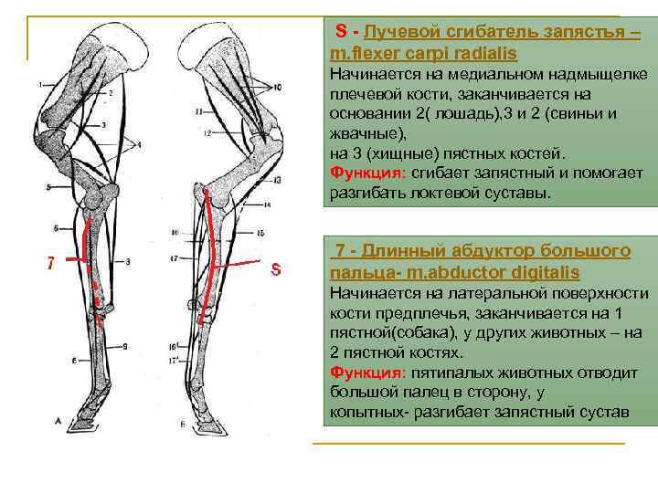 S - Лучевой сгибатель запястья – m. flexer carpi radialis Начинается на медиальном надмыщелке